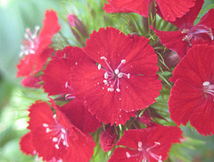 rote Bartnelke (Dianthus barbatus)