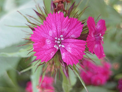 Bartnelke (Dianthus barbatus)