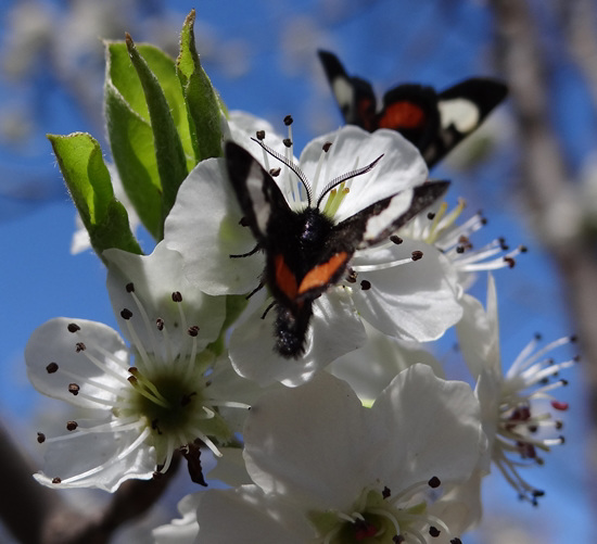 Grapevine Epimenis Moth on Bradford Pear blossom