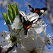 Grapevine Epimenis Moth on Bradford Pear blossom