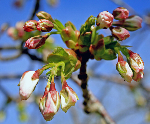 cherry buds