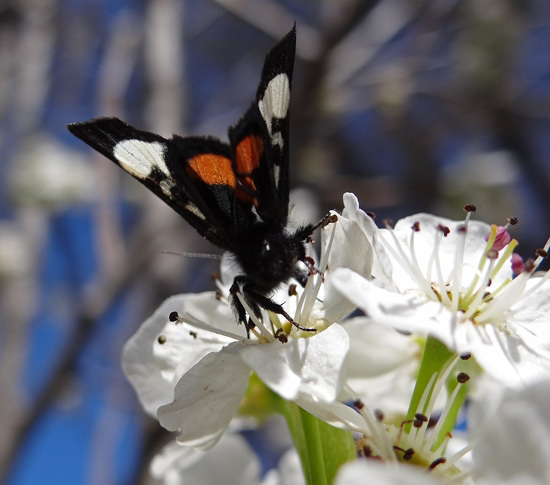 259 Grapevine Epimenis Moth on Bradford Pear blossom