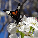 259 Grapevine Epimenis Moth on Bradford Pear blossom