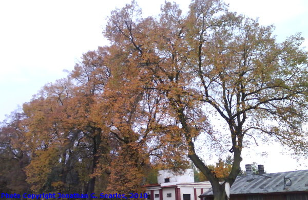 Fall Colors in Luzna u Rakovnika, Bohemia (CZ), 2010