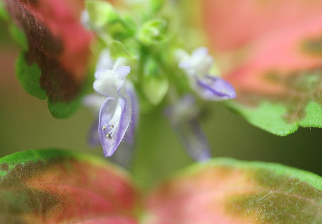 Coleus