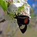 260 Grapevine Epimenis Moth on Bradford Pear blossom