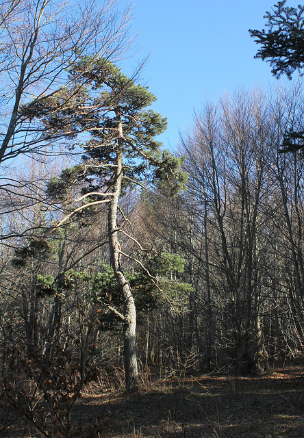 Hêtraie sapinière des Monts Breysse- 43 (12)