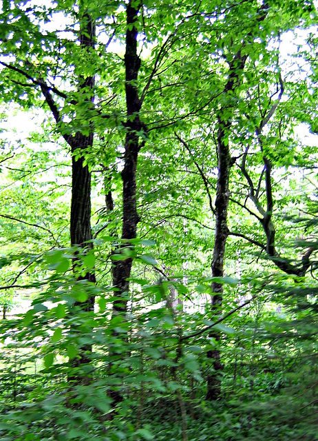 Trees by the trail..