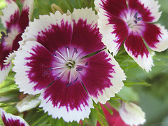 Bartnelke (Dianthus barbatus)