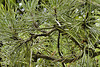 Black Pine Latticework – National Arboretum, Washington DC