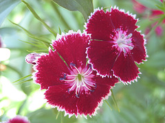 Bartnelke (Dianthus barbatus)