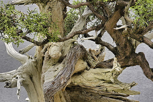 Bonsai California Juniper – National Arboretum, Washington DC