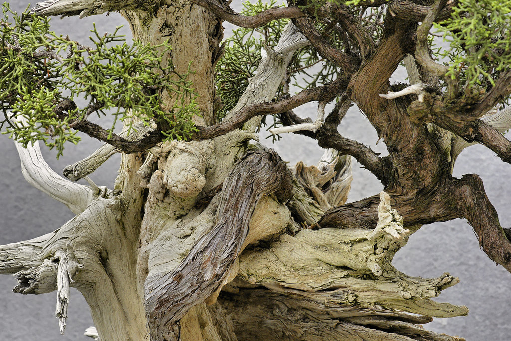 Bonsai California Juniper – National Arboretum, Washington DC