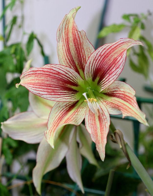 Hippeastrum giraffe