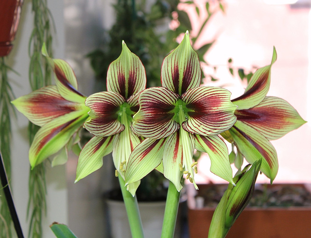 Hippeastrum papilio