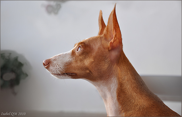 Estrella de los Arcabuceros, podenco andaluz