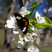 262 Grapevine Epimenis Moth on Bradford Pear blossom