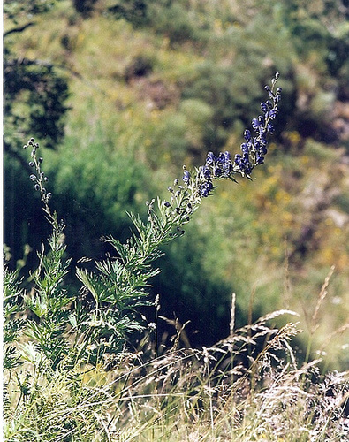 Aconite napel