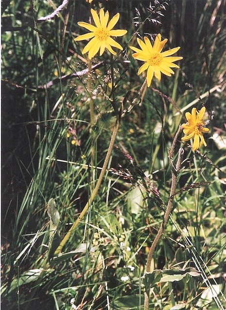 Séneçon à feuille d'Arnica