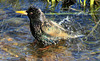 Jacuzzi starling