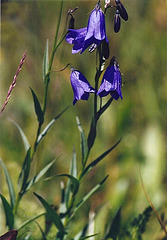 Campanula linifolia