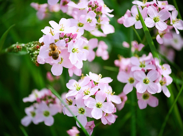 Cardamine des prés