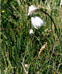 Eriophorum- Linaigrette