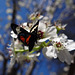 263 Grapevine Epimenis Moth on Bradford Pear blossom