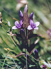 gentiane des prés