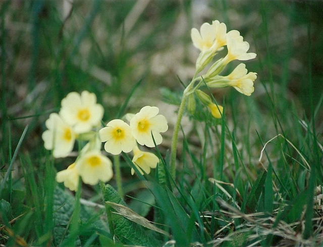 Primevère élevée- Primula elatior