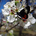 264 Grapevine Epimenis Moth on Bradford Pear blossom
