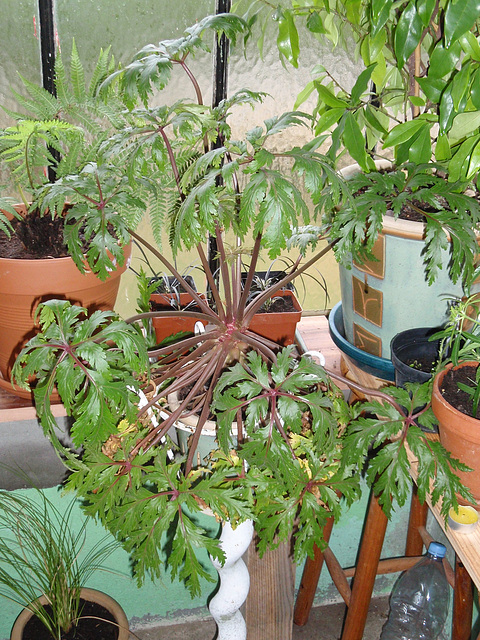 geranium de madere PC010243