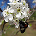 265 Grapevine Epimenis Moth on Bradford Pear blossom