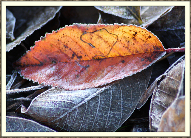 Sonne und Frost