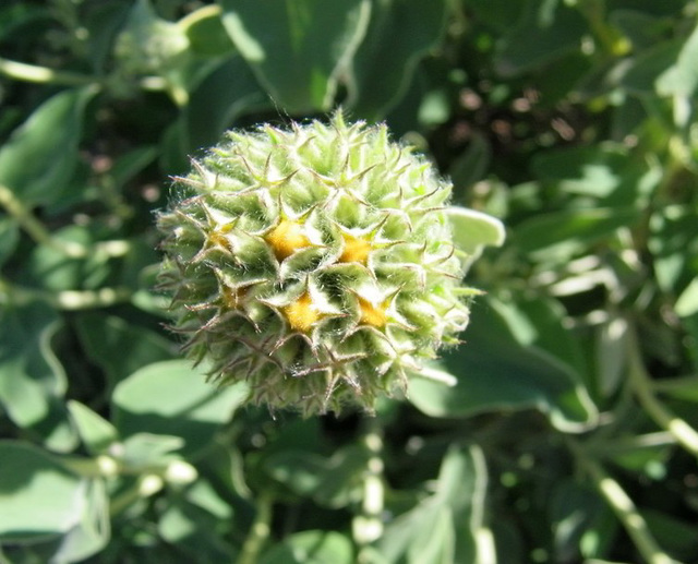 Sauge de Jérusalem ou Phlomis Fructicosa