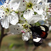 266 Grapevine Epimenis Moth on Bradford Pear blossom