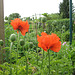 Mohn (Papaver)