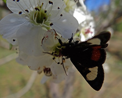267 Grapevine Epimenis Moth on Bradford Pear blossom