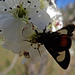267 Grapevine Epimenis Moth on Bradford Pear blossom