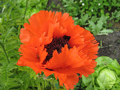 Mohn (Papaver)