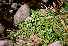 Veronica beccabunga