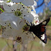 268 Grapevine Epimenis Moth on Bradford Pear blossom