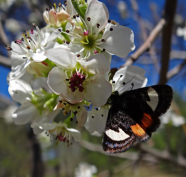 Grapevine Epimenis Moth on Bradford Pear blossom