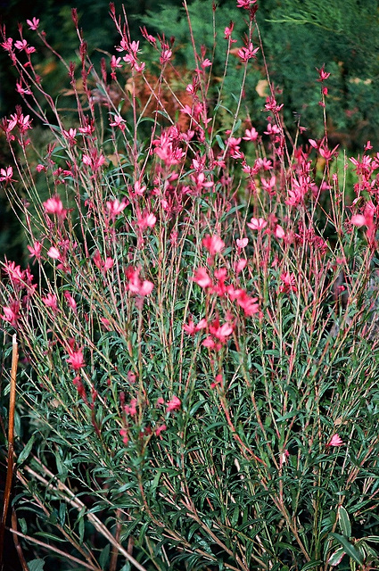 Gaura rouge