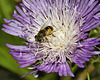 Stokes' Color Wheel Aster – National Arboretum, Washington DC