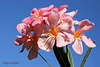 Laurier rose. Oleander