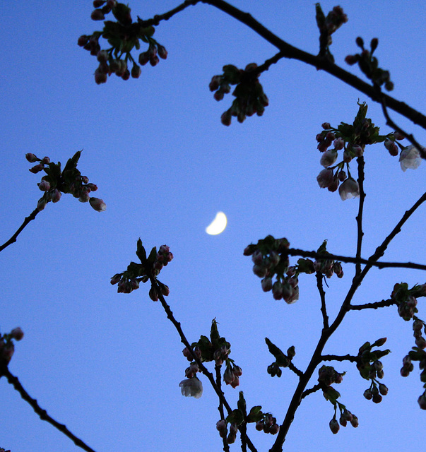 cherry blossom moon