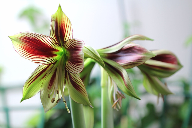 Hippeastrum papilio (3)