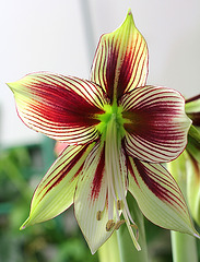 Hippeastrum papilio (2)