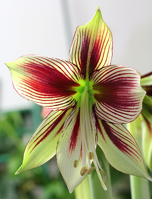 Hippeastrum papilio (2)